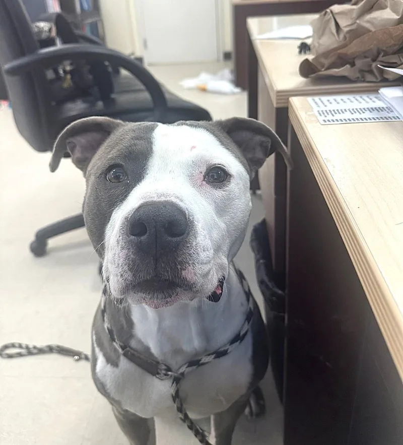 An adult medium-sized male Gray / Blue / Silver Pit Bull Terrier dog named Oreo for adoption in Clayton, NJ