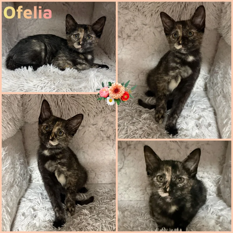A baby small-sized female Tortoiseshell Domestic Short Hair cat named Ofelia for adoption in Louisville, KY