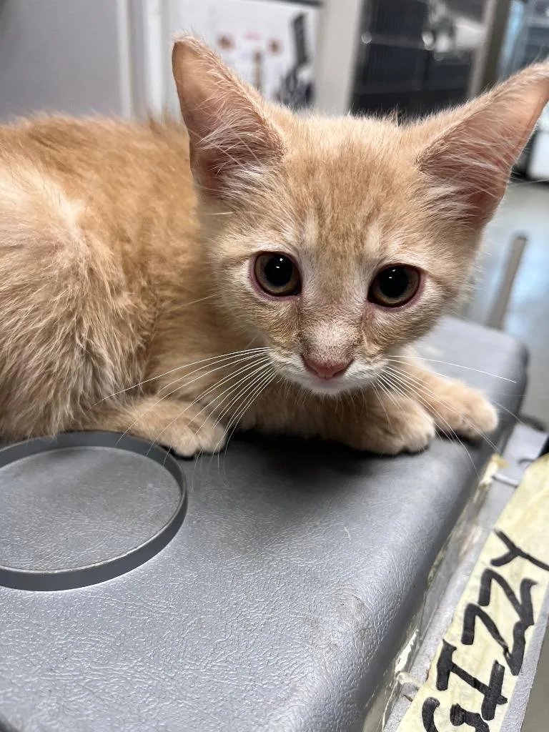 A baby small-sized male Domestic Short Hair cat named Alf for adoption in Hopkinsville, KY