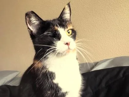 An adult large-sized female Black Domestic Medium Hair cat named Camus for adoption in El Paso, TX