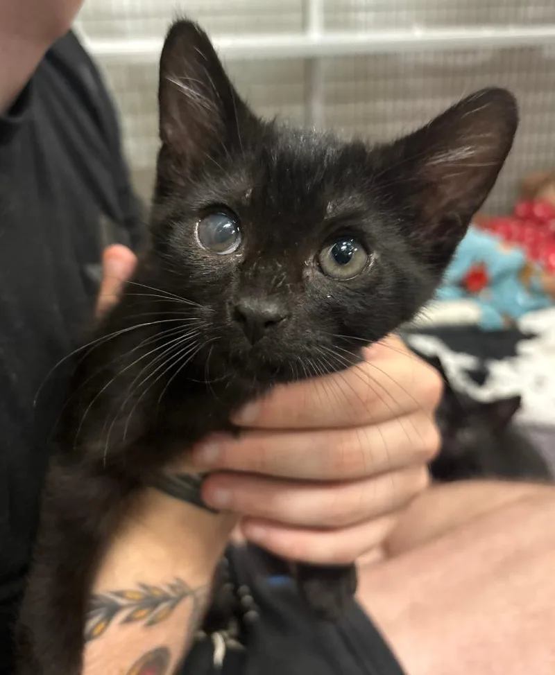 A baby medium-sized male Domestic Short Hair cat named Skoll for adoption in Raleigh, NC