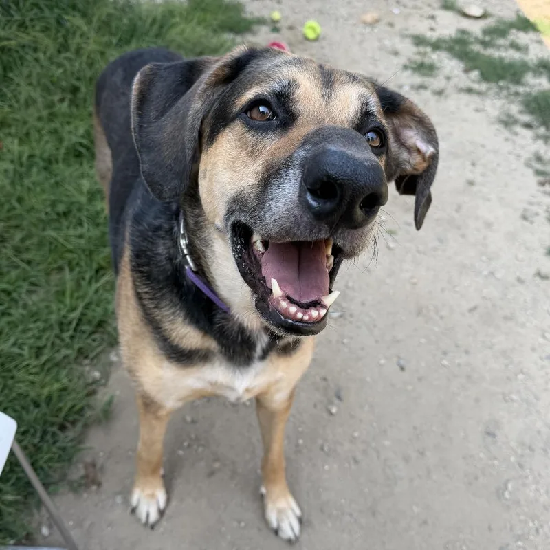 A senior extra large-sized female Brown / Chocolate Shepherd dog named Dorothy for adoption in Kennebunk, ME