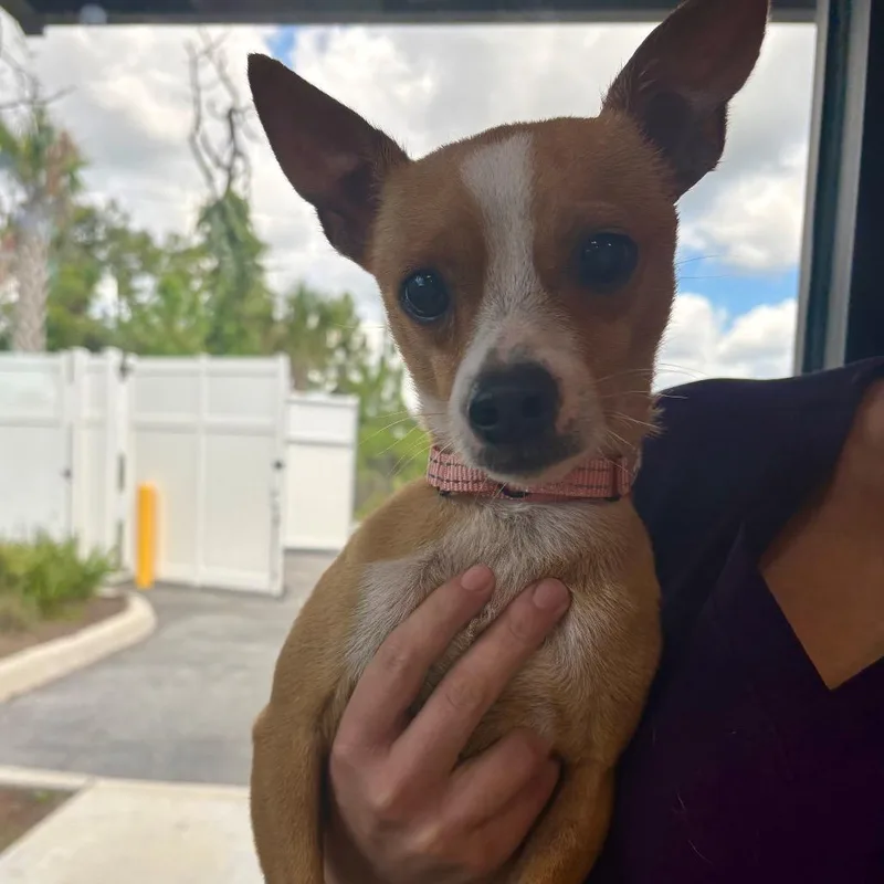 An adult small-sized male Yellow / Tan / Blond / Fawn Chihuahua dog named Bentley for adoption in Englewood, FL