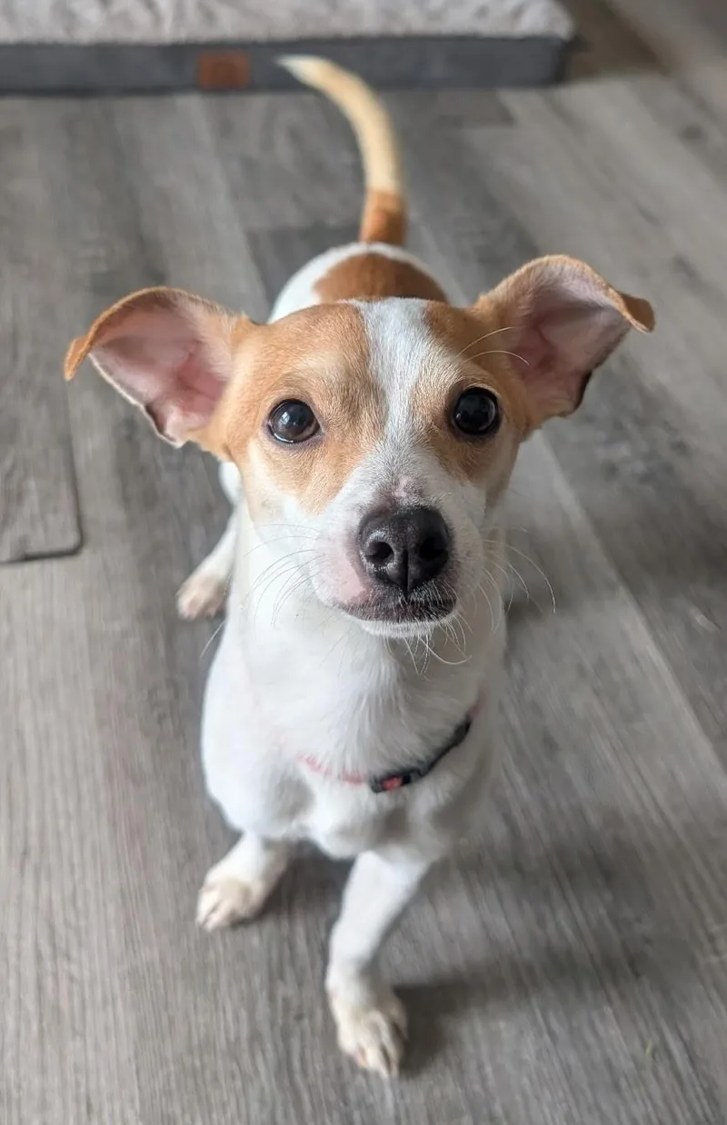 A young small-sized male Yellow / Tan / Blond / Fawn Chihuahua dog named Dante for adoption in South Charleston, OH