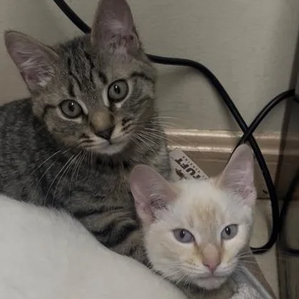 A young medium-sized male Domestic Short Hair cat named Maytag & Whirlpool for adoption in Worcester, MA