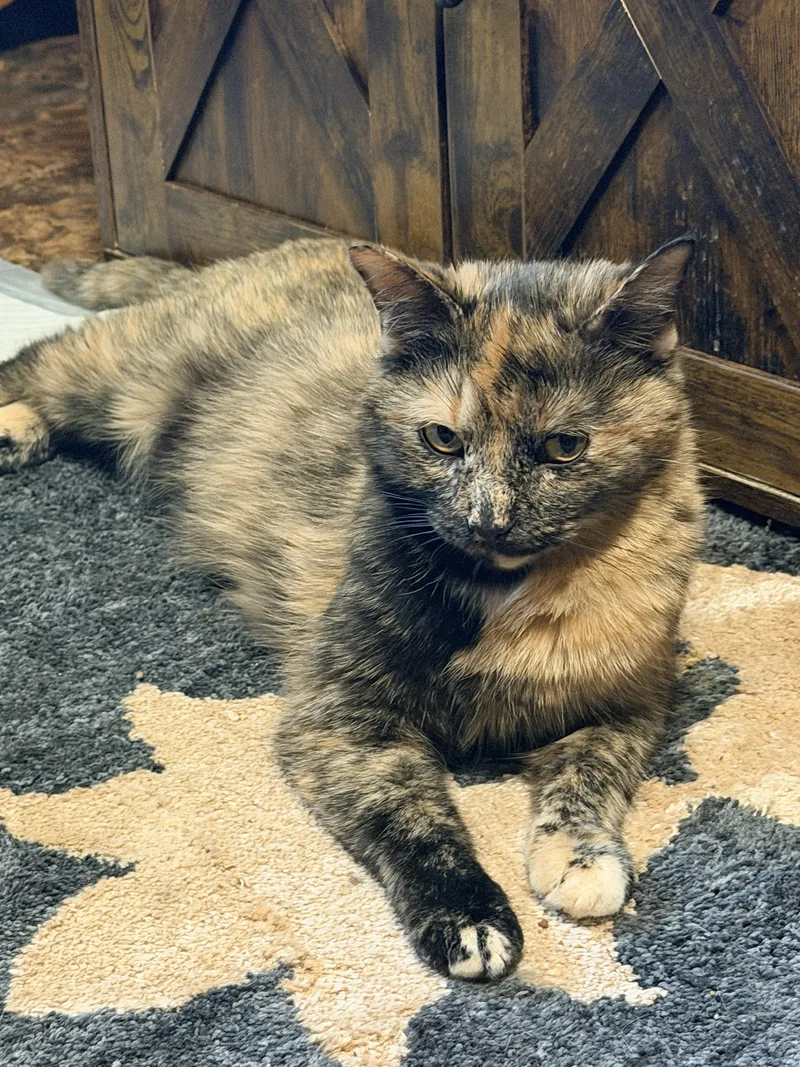 A young large-sized female Calico cat named Clora for adoption in Aylett, VA