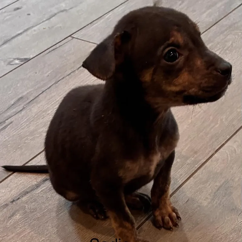 Ny Sadie Avail Apr thumbnail 2