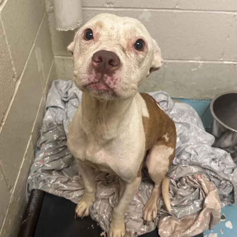 An adult medium-sized female Yellow / Tan / Blond / Fawn Mixed Breed dog named Jester for adoption in Charleston, WV