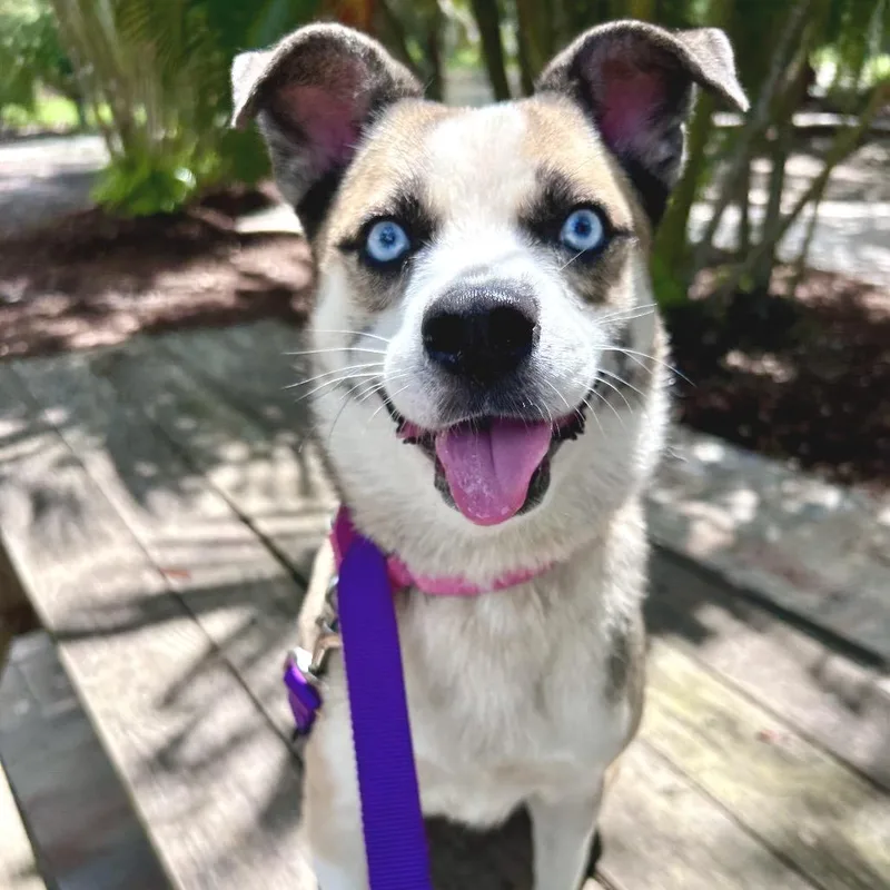 An adult small-sized female White / Cream Mixed Breed dog named Effie for adoption in Sarasota, FL
