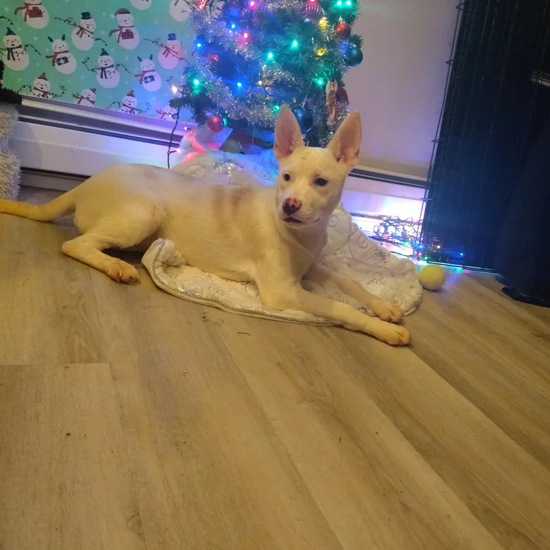 A young medium-sized female Siberian Husky dog named Chloe for adoption in Sumter, SC
