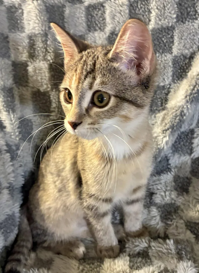 A baby small-sized female Domestic Short Hair cat named Small Fry for adoption in Forest Lake, MN