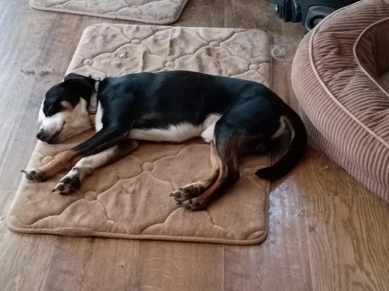 An adult small-sized male Mixed Breed dog named Itty Bitty for adoption in Crocker, MO