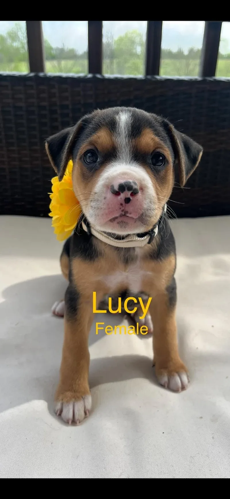 Lucy