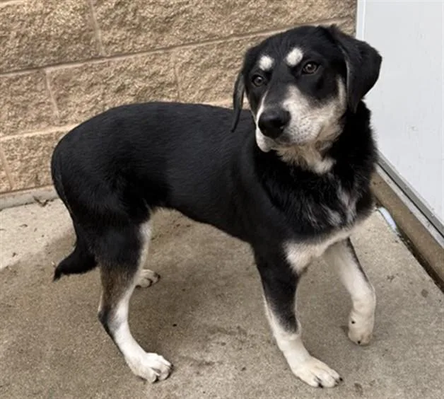 A young large-sized female German Shepherd Dog dog named Jenny for adoption in Aurora, IL