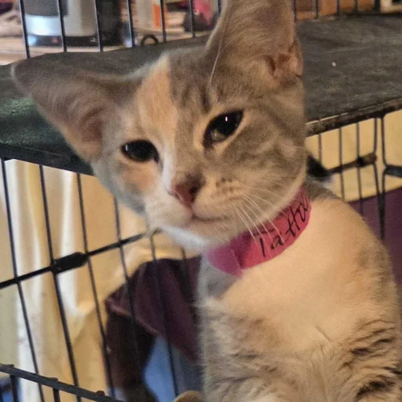 A baby small-sized female Calico Domestic Short Hair cat named Tattoo for adoption in Hanna City, IL
