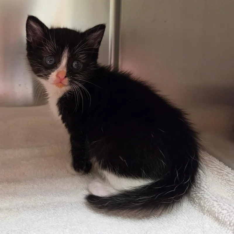 A baby small-sized female Black Domestic Short Hair cat named Corky for adoption in Asheville, NC