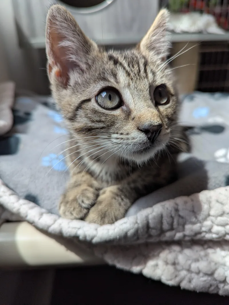A baby medium-sized male Tabby (Brown / Chocolate) Domestic Short Hair cat named Sheldon for adoption in Morristown, NJ