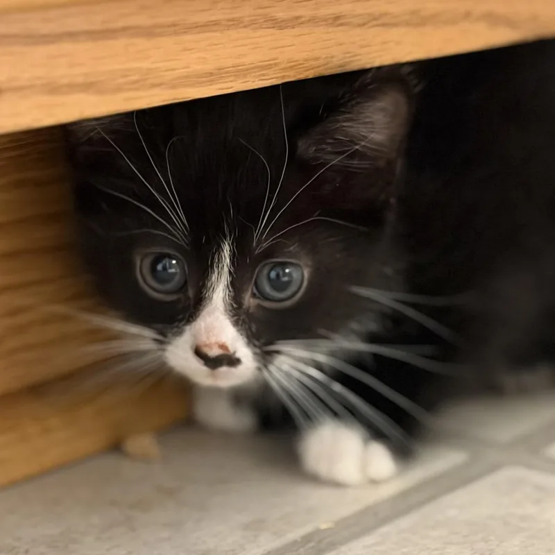 A baby small-sized female Black Domestic Short Hair cat named Puddin for adoption in Bel Air, MD