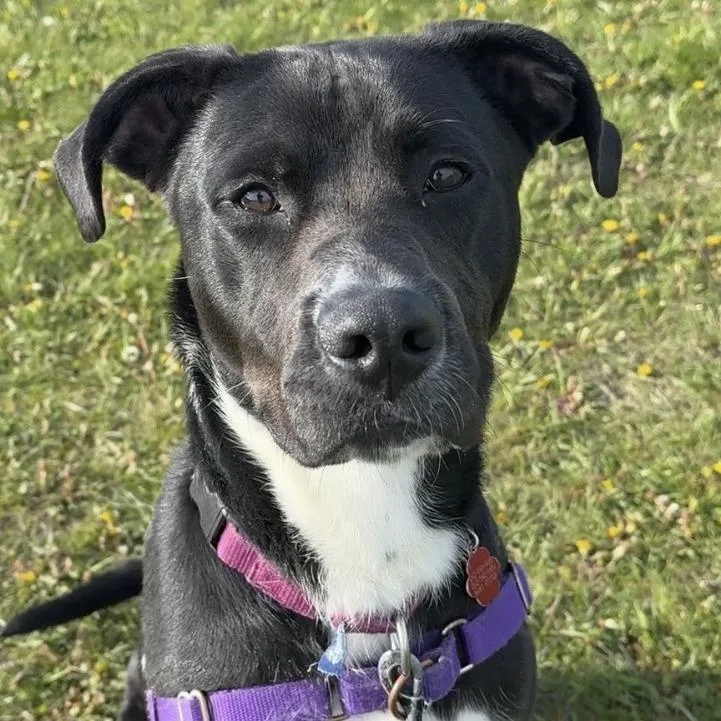 An adult large-sized male Black Mixed Breed dog named Stuart for adoption in Waukesha, WI