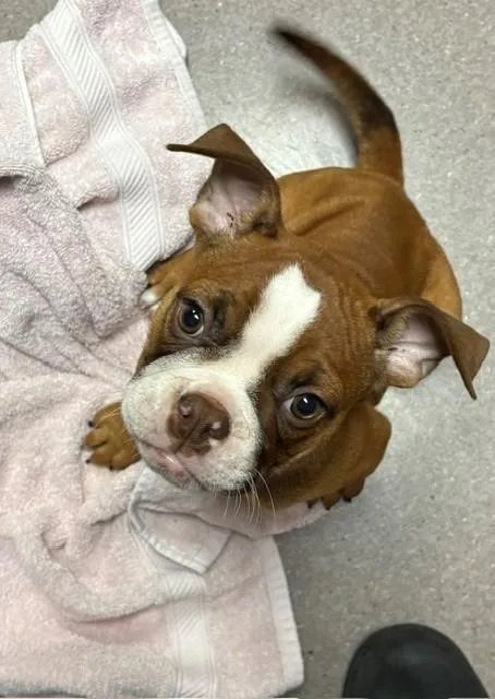 A baby small-sized female Boxer dog named Laila for adoption in Burbank, CA