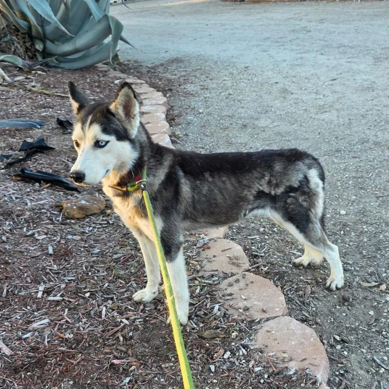 Flair Jum thumbnail 3