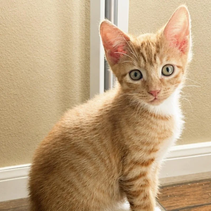 A baby small-sized male Orange / Red Domestic Short Hair cat named Heath for adoption in Houston, TX