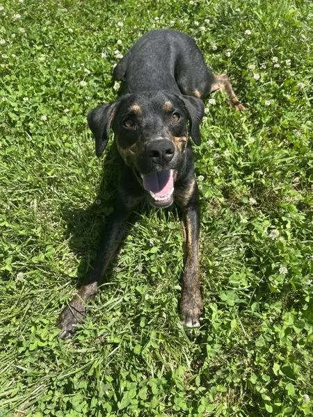 A young medium-sized male Hound dog named Randy for adoption in Osage Beach, MO