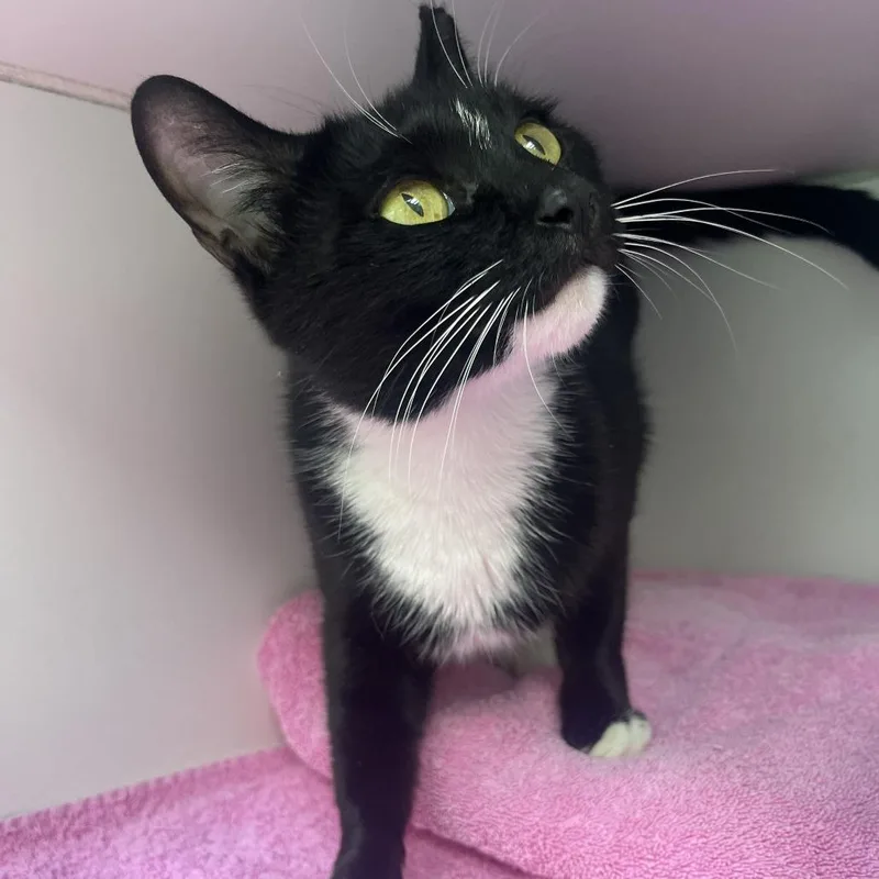 A young medium-sized female Black Domestic Short Hair cat named Bonita for adoption in Newark, NJ
