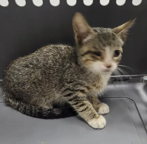A baby small-sized male Domestic Short Hair cat named If Candy Corn for adoption in Lawrenceville, GA