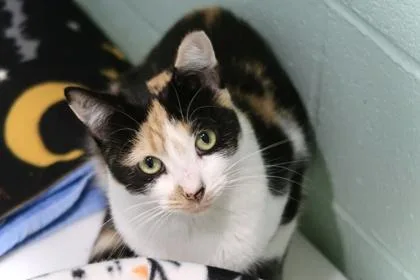 Freezia Sponsored thumbnail 2