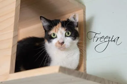 Freezia Sponsored thumbnail 3