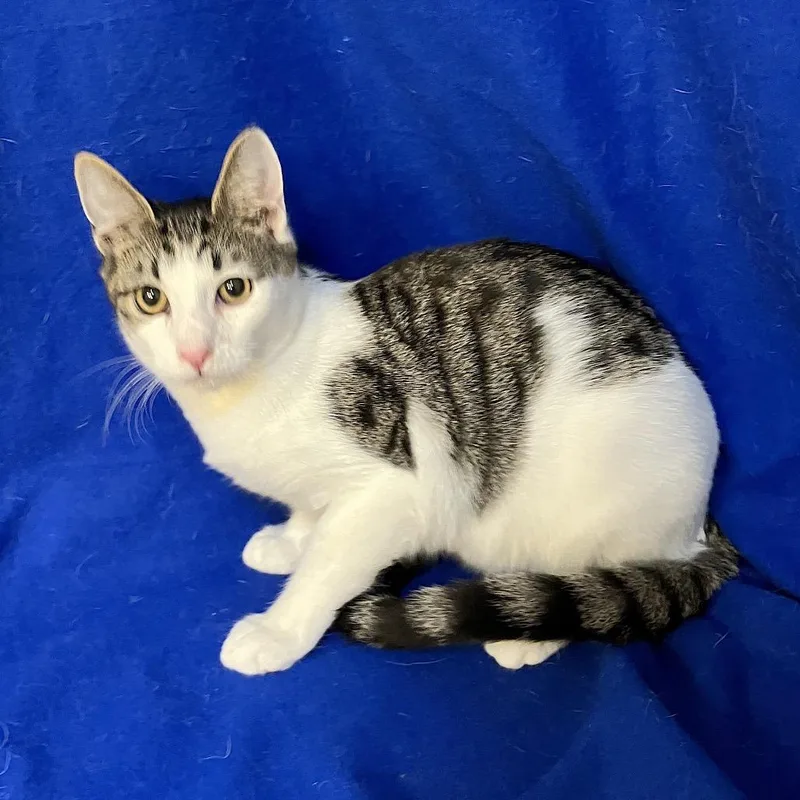 A baby small-sized male Brown / Chocolate Domestic Short Hair cat named Spritz WV for adoption in Merrifield, VA
