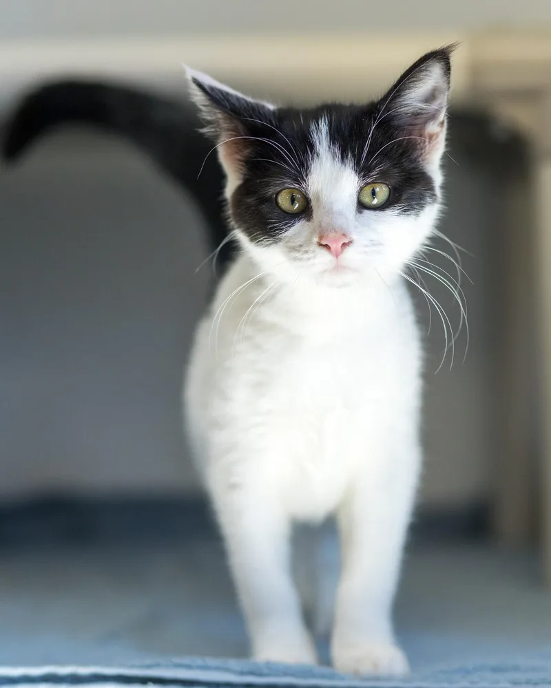 A baby small-sized female Black & White / Tuxedo Domestic Short Hair cat named Thorn for adoption in Bridgeport, CT