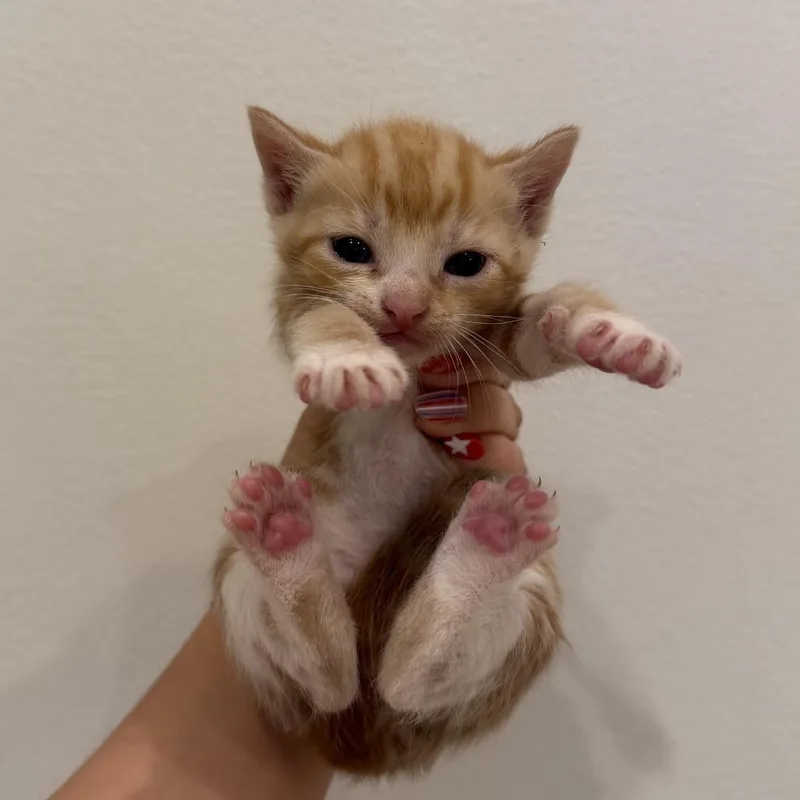 A baby medium-sized female Tabby (Orange / Red) Domestic Short Hair cat named Morgana for adoption in Chattanooga, TN