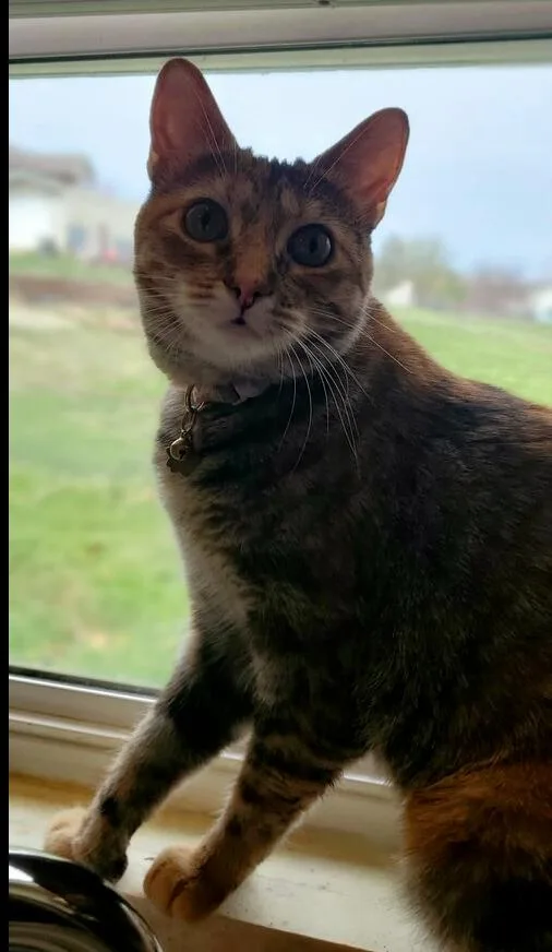 A young medium-sized female Domestic Short Hair cat named Thumbalina for adoption in O'Fallon, MO