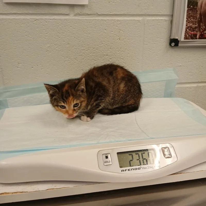 A baby small-sized female Brown / Chocolate Domestic Short Hair cat named Garbanzo Bean for adoption in Chattanooga, TN