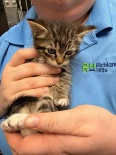 A baby medium-sized female Domestic Short Hair cat named Flo for adoption in Richland Hills, TX