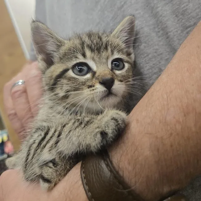 A baby small-sized female Brown / Chocolate Domestic Short Hair cat named Mina for adoption in Sioux Falls, SD