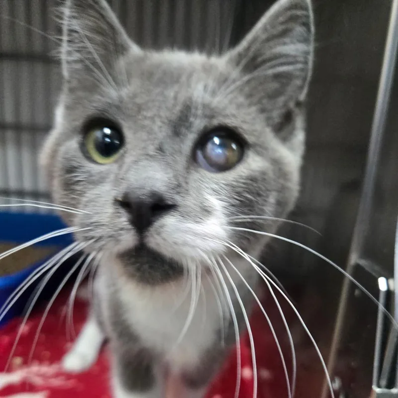 A baby small-sized male Gray / Blue / Silver Domestic Short Hair cat named Gary for adoption in Idaho Falls, ID