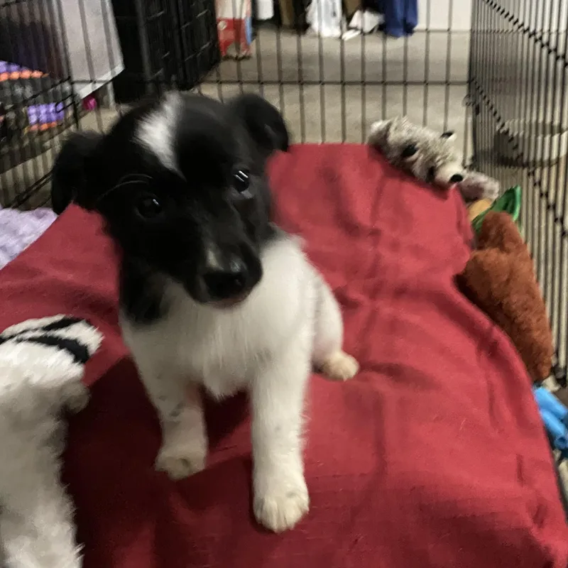 Bacon  Breakfast Litter thumbnail 2