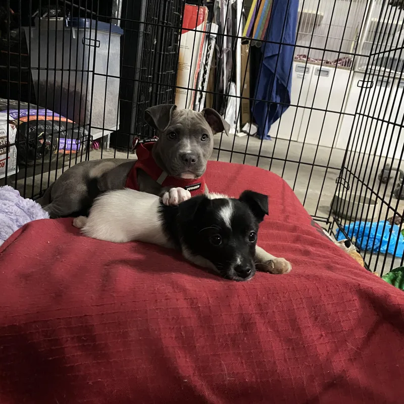 Bacon Breakfast Litter