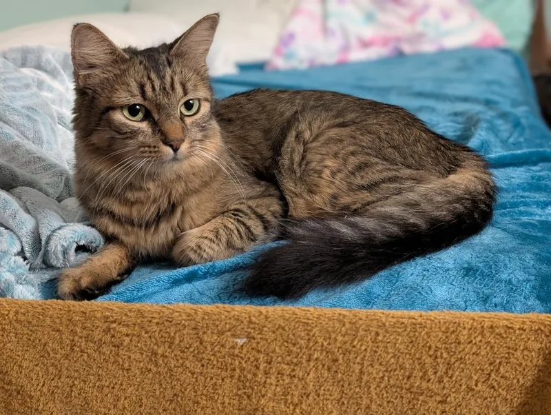 A young medium-sized female Domestic Medium Hair cat named Rhea for adoption in Ewing, NJ