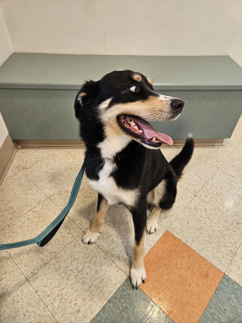 An adult medium-sized female Black Husky dog named Athena for adoption in Bluffton, IN