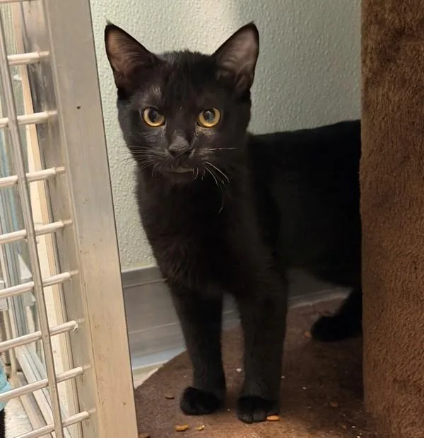 A baby small-sized female Domestic Short Hair cat named Lilac for adoption in San Diego, CA