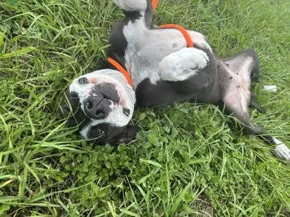 An adult medium-sized female Pit Bull Terrier dog named Zoe for adoption in New Orleans, LA