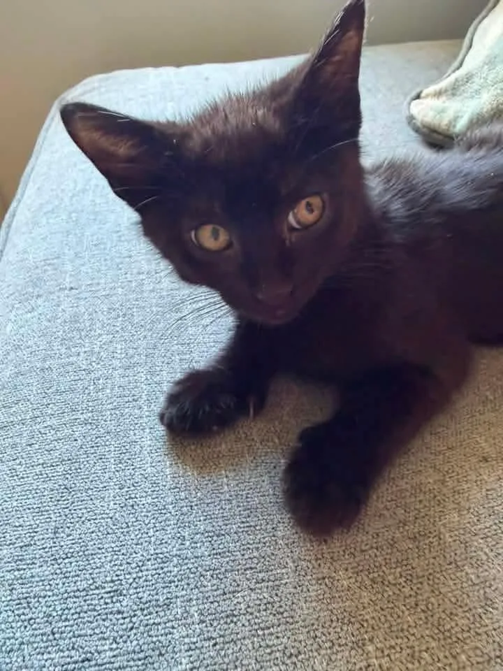 A baby small-sized male Black Domestic Short Hair cat named Pugsley for adoption in Galloway, NJ