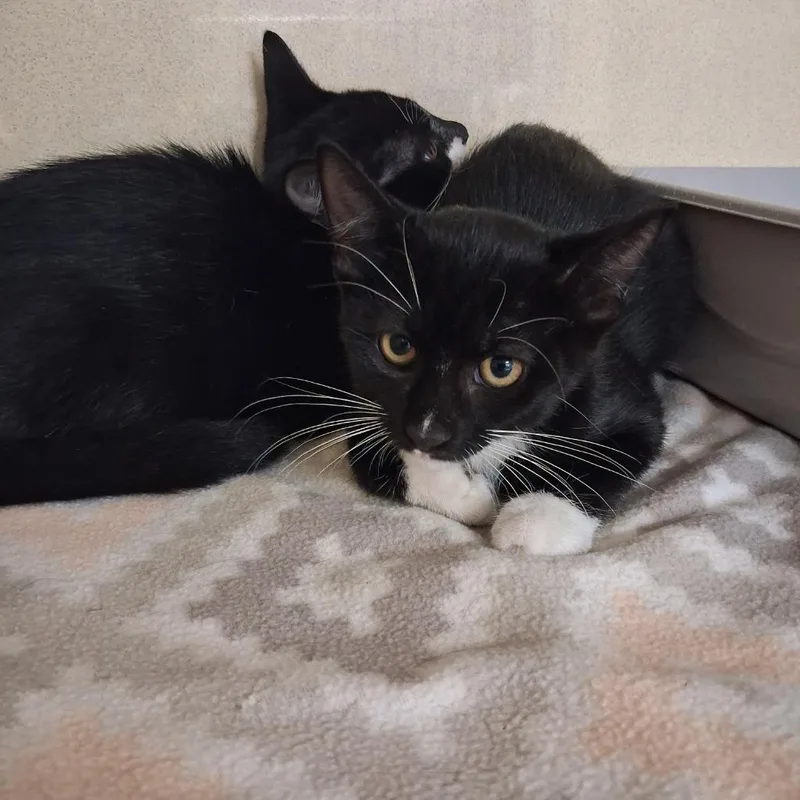 A baby small-sized female Domestic Short Hair cat named Earlie Birdie for adoption in Gautier, MS