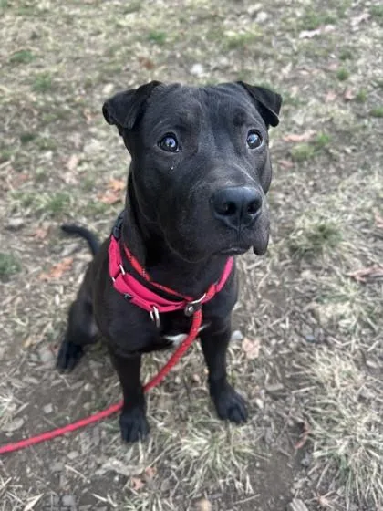 An adult medium-sized male Shar-Pei dog named Nate for adoption in Washington, DC