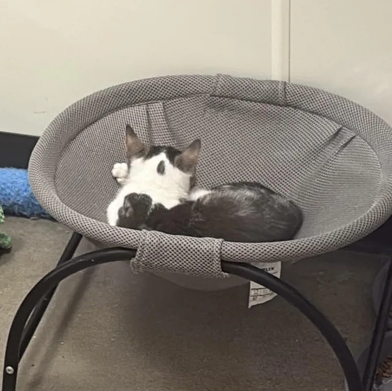 A baby small-sized male Tabby (Gray / Blue / Silver) Domestic Short Hair cat named Hilton for adoption in Richmond, VA