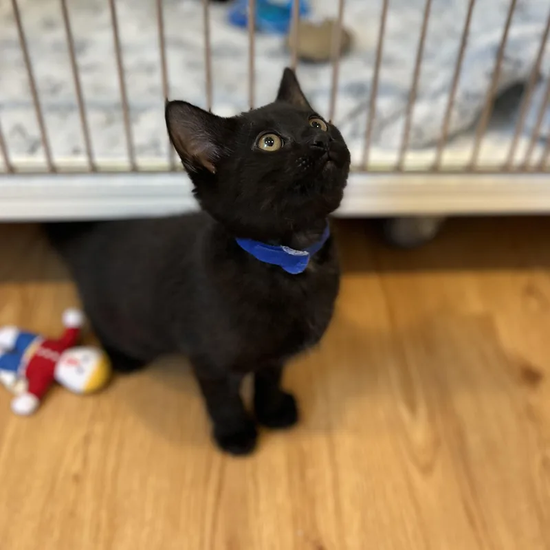 A baby small-sized male Black American Shorthair cat named Billiard for adoption in Hull, MA
